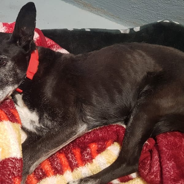 tyson — Croisé / Autre