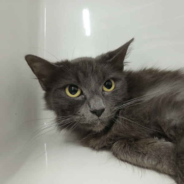 TALLULAH — Européen