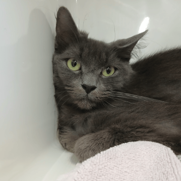 TWINKLE — Européen