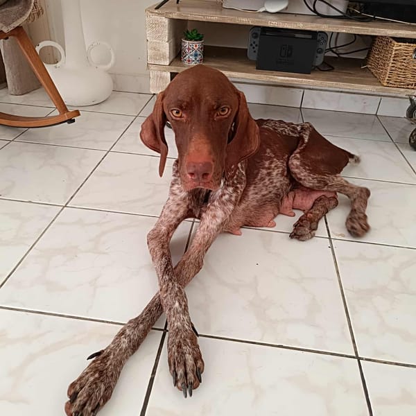 Kiara, le soleil sur pattes — Unknown