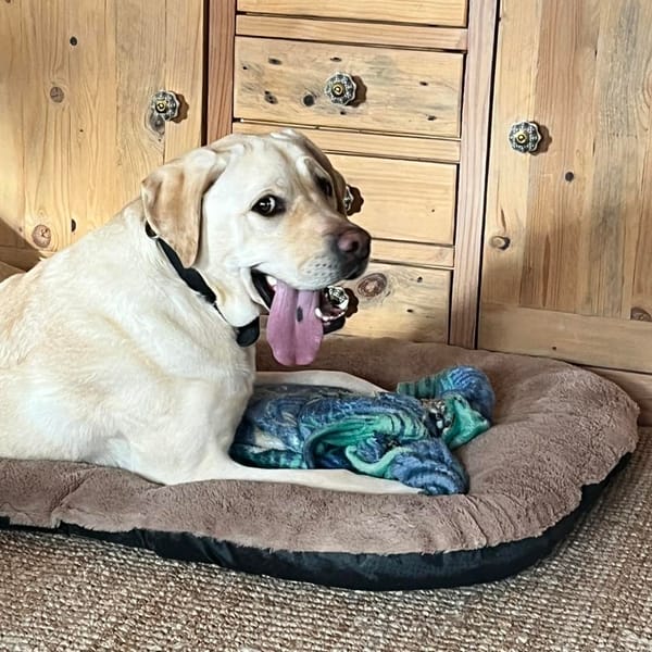 Bermude — Labrador Retriever