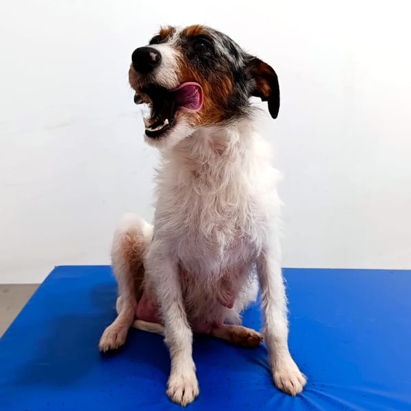 HARPER — Rat Terrier