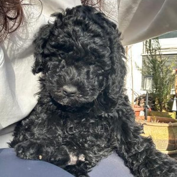 Clarice  freundliche kleine Hündin such — Labotta-pudel-