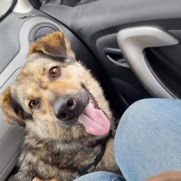 Liebe Hundeomi Kate sucht ♥ — Mischling