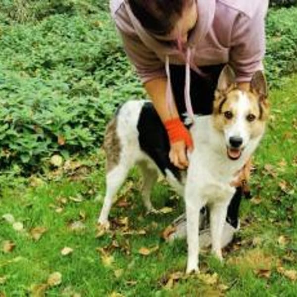 Wer schenkt Loon ein Leben voller Liebe? — Mischling