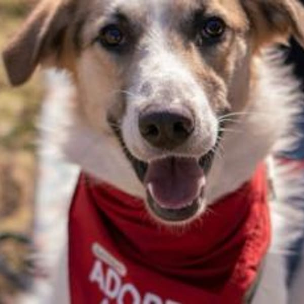 Kuschelbär Quinny sucht seine Familie — Mischling