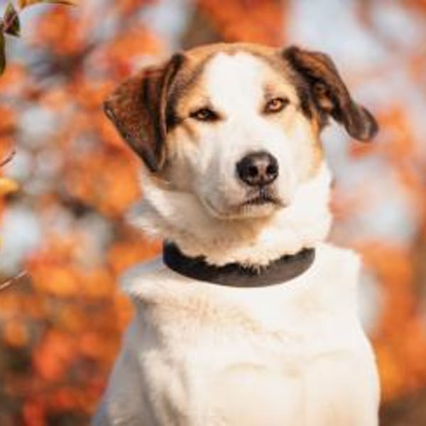 Sharky-witziger Charakterkopf sucht dich — Mischling