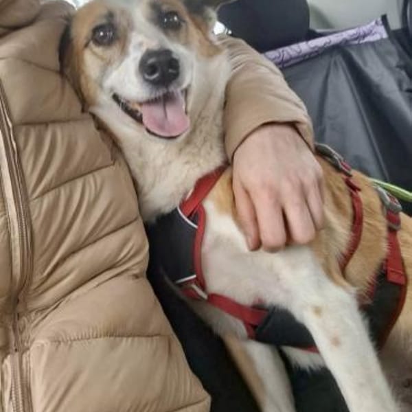 DARCY ist ein liebevolles Mädchen ♥ — Mischling