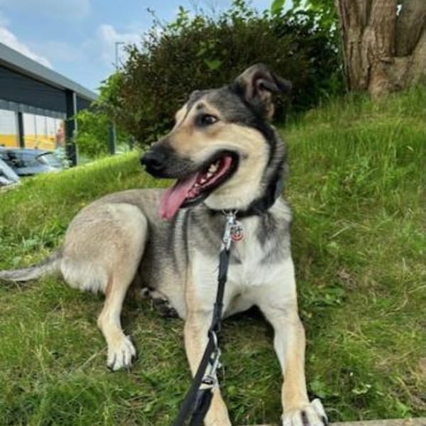 Ahri - möchte wieder Vertrauen fassen — Mischling