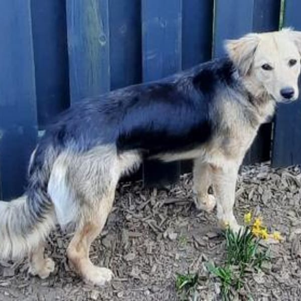 SIMONE sucht ihr Für-Immer-Zuhause — Schäferhund-