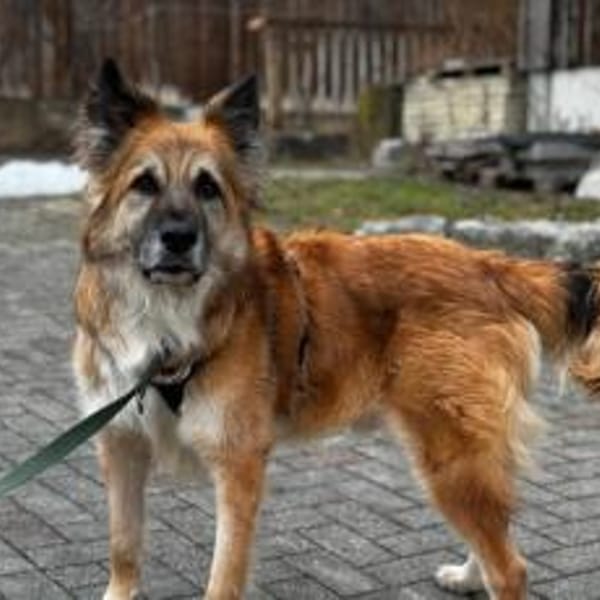 Imposanter Koda sucht Zuhause — Schäferhund