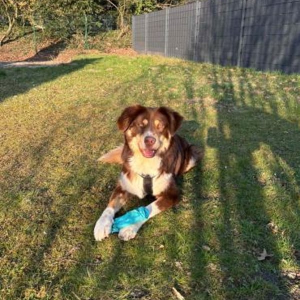 Mokka - Sanfter Riese sucht sein Zuhause — Mischling