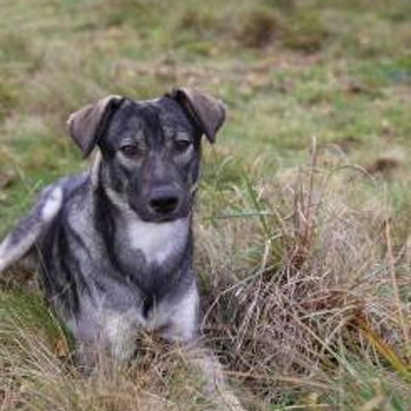 Junghund MORITZ sucht seinen Menschen! — Mischling