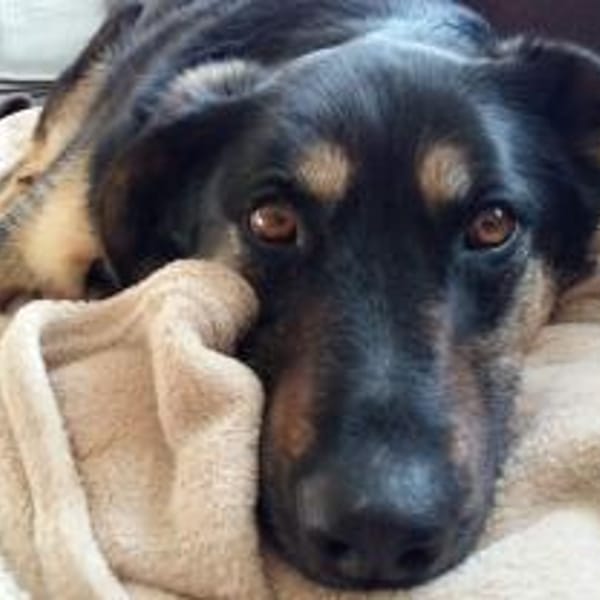 Olivia, suche Körbchen zum Bleiben — Mischling