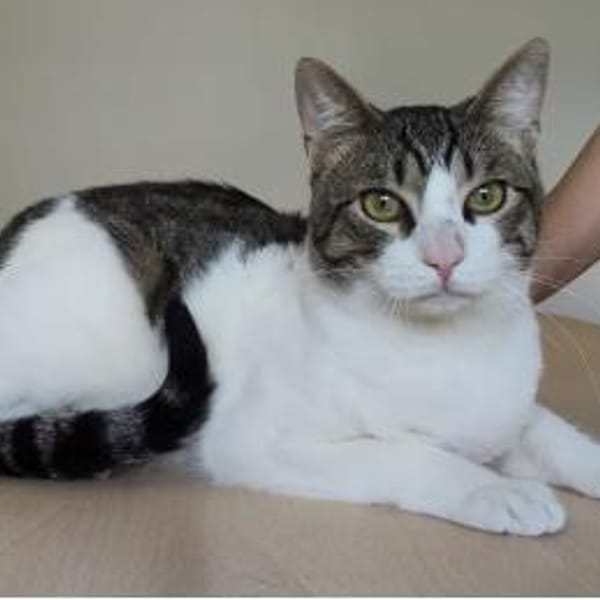 Raúl - zutraulicher, anhänglicher Kater — Europäisch Kurzhaar