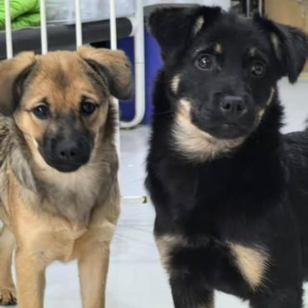 Holly (braun) und Klara (schwarz) — E