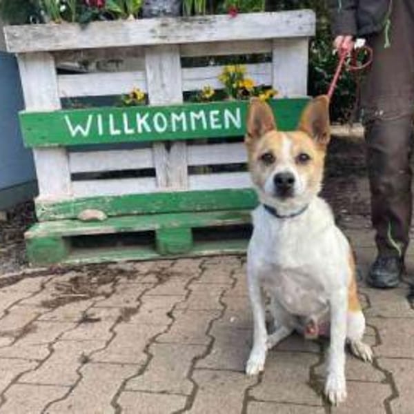 Benny su. erfahrene Besitzer — Mischling