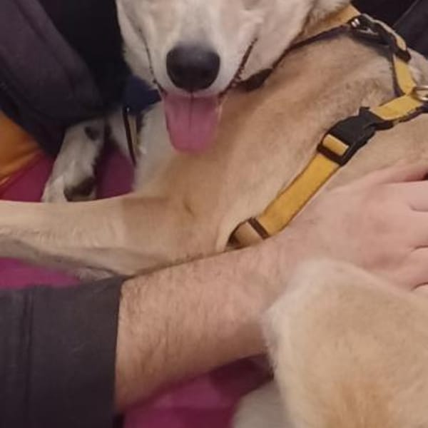 Lilly 💛 sucht Herzensmenschen — Smooth Border Collie