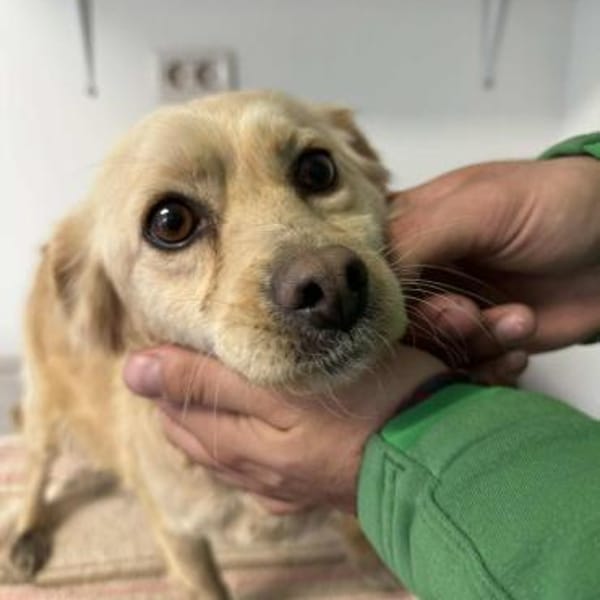 🐾❤ SUSI, 1-2 Jahre, ca. 30cm — Mischling