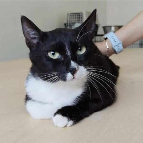 Ronda- liebes anhängliches Katzenmädchen — Europäisch Kurzhaar