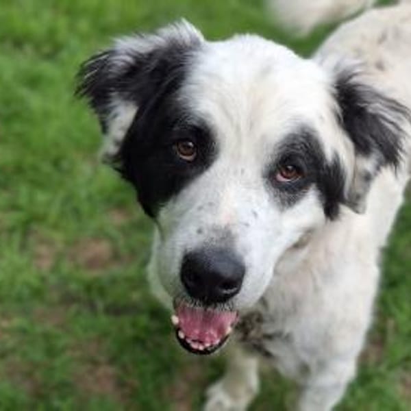 Falco su. hunderefahrene Menschen — Ciobanesc Romanesc De Bucovina