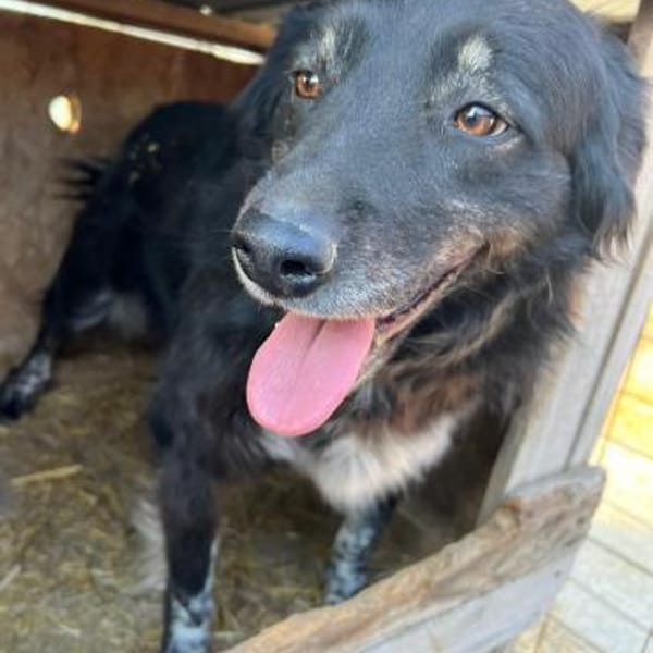 ❤🐾 MABEL, 3 Jahre,  ca. 45/50 cm — Mischling