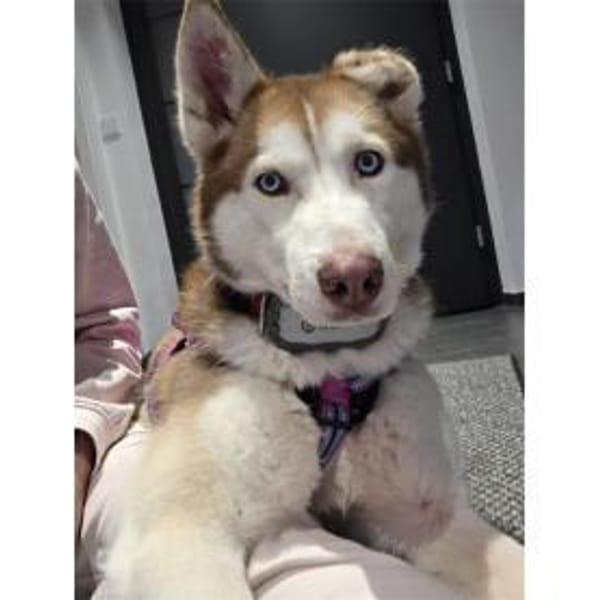 Chila - wartet in 92369 Sengenthal — Husky