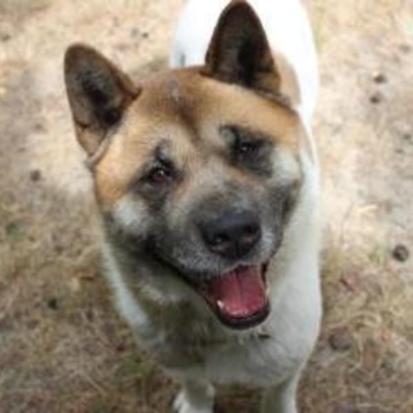 Hatschi, großer Kuschelbär — Akita Inu
