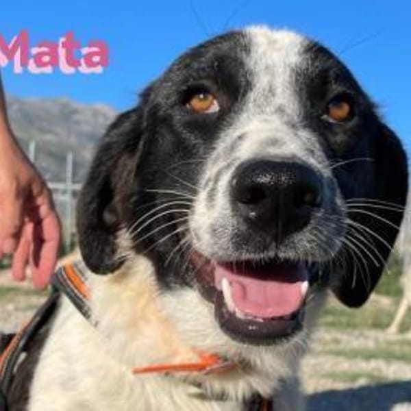 Mata - liebevoll und lernwillig — Landseer