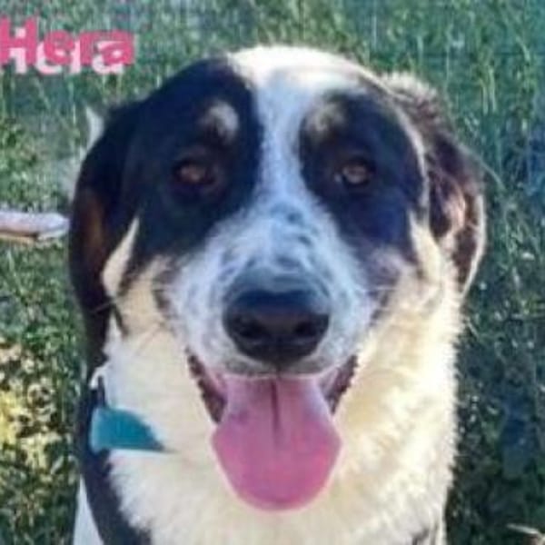 Hera - freundlich und menschenbezogen — Landseer