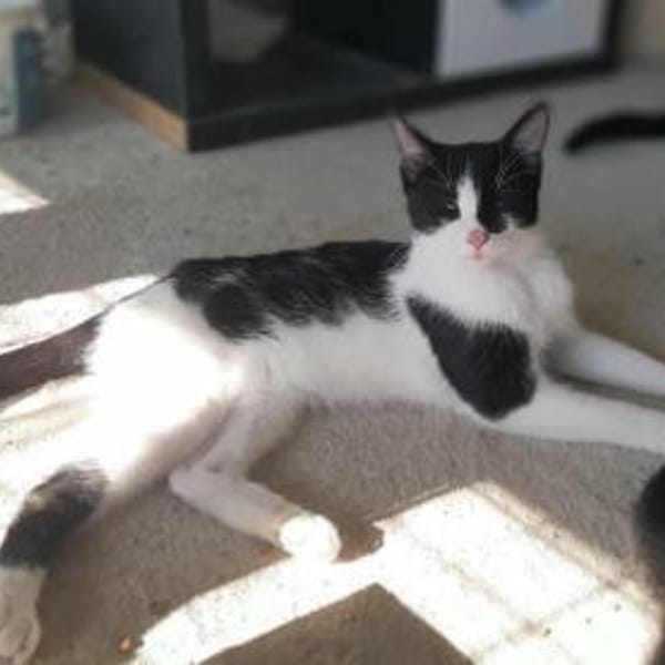 Isabella, neugieriges Katzenkind, 11M — Europäisch Kurzhaar