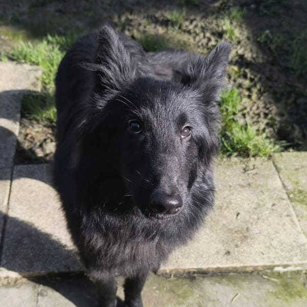 LOUPIOT VAA — Groenendael