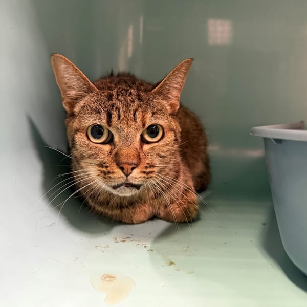 ophelie — Européen