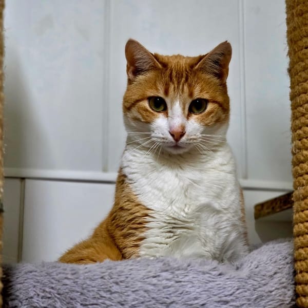 Ginger — Européen