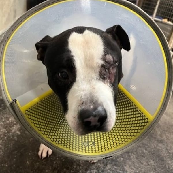 EDUARDO recherche Famille relais — Staffordshire Bull Terrier