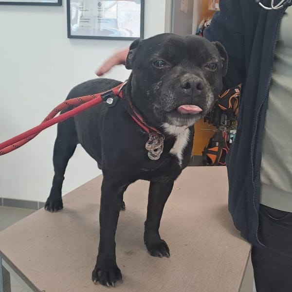 MAGNUM — Staffordshire Bull Terrier