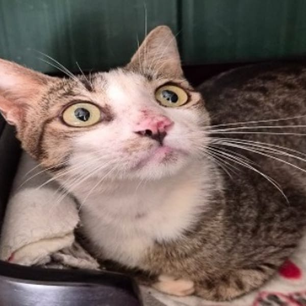 BENI (réservé) — Européen