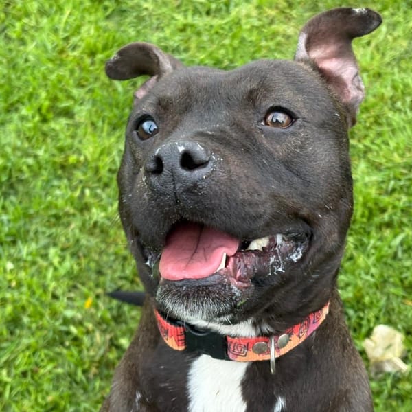 Volcan — Staffordshire Bull Terrier