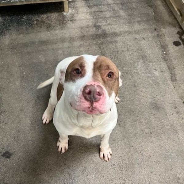 DANY — Croisé / Autre