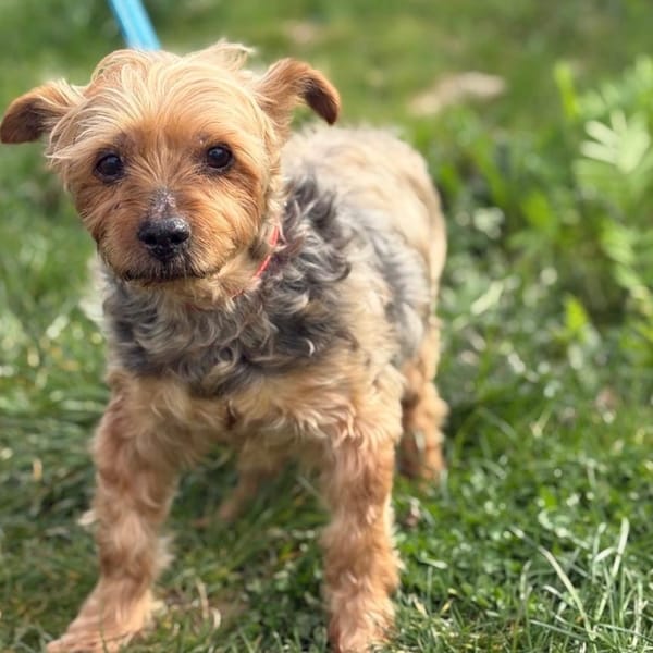 GABIN — Yorkshire Terrier