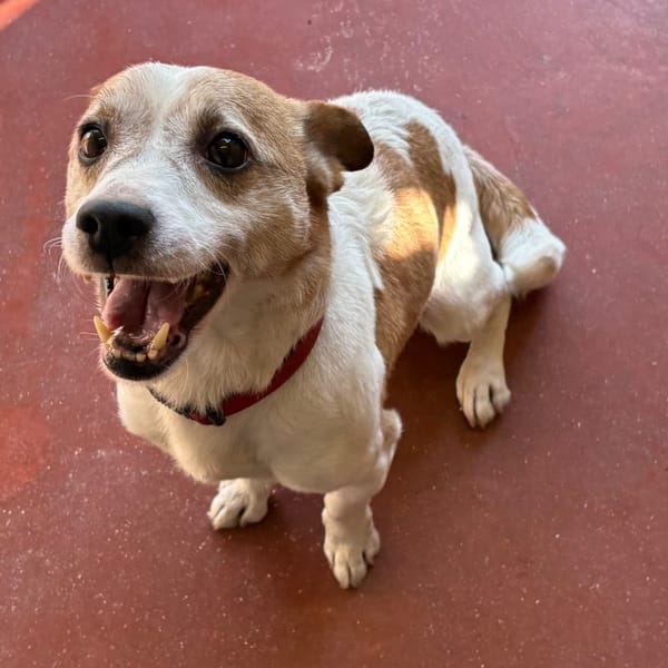 ICE TEA PAA24181 — Jack Russel Terrier