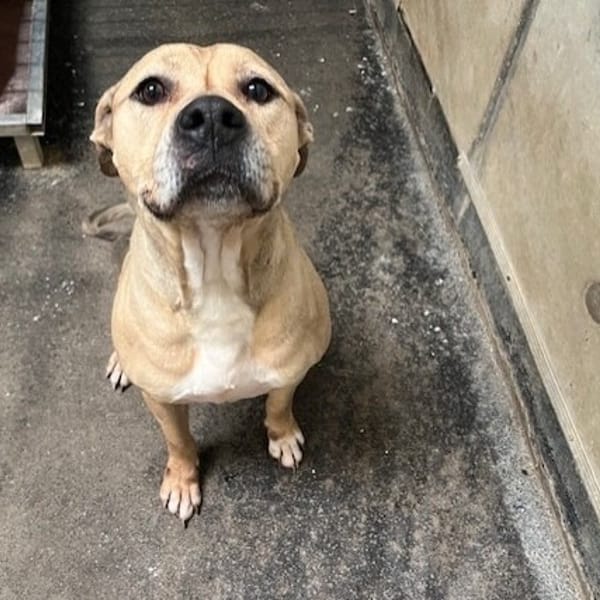 CHANEL — Croisé / Autre