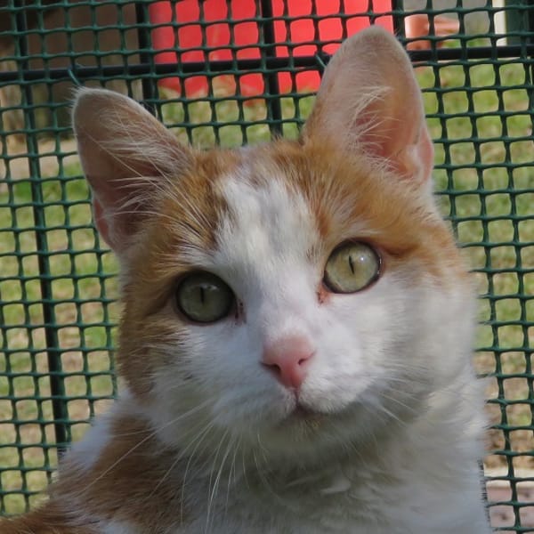 Caramel — Européen