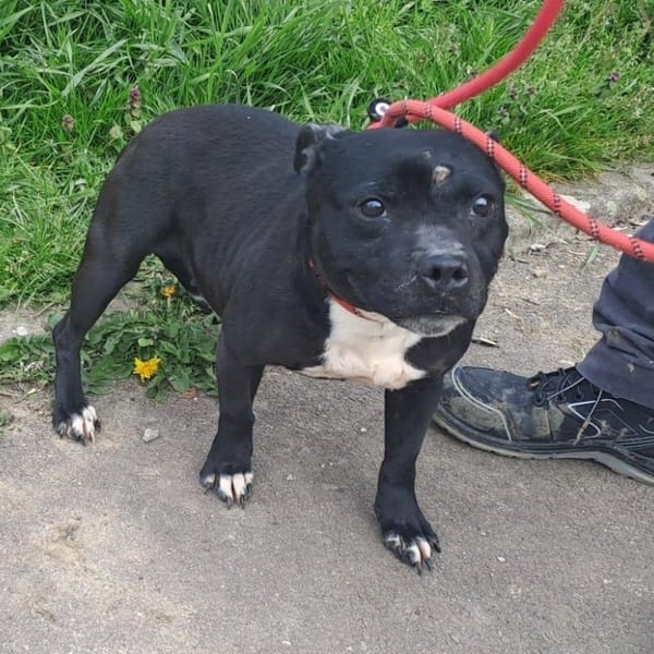 OVER — Staffordshire Bull Terrier