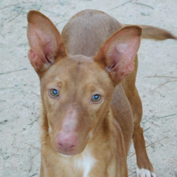 DUVET — Podenco Andaluz