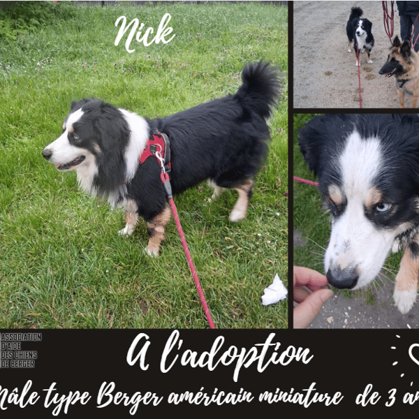 Nick — Berger Américain Miniature