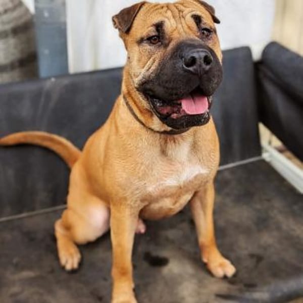 Moncho - erfahrene Pflege-oder Endstelle — Shar-pei