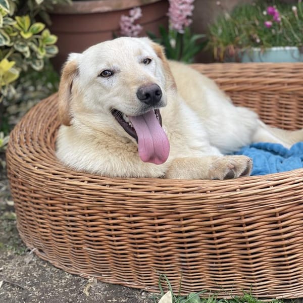 Pluto Laby Typ — Mischling