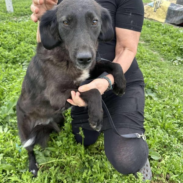 LYNN ❤🐾  ca 45cm, ruhig und liebenswer — Mischling