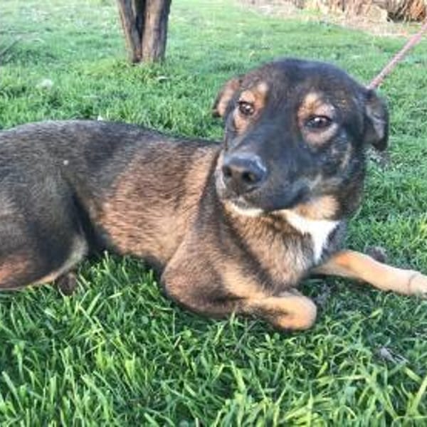 ❤ 🐾 TOM,  geb.24.04.2023, ca 40/45 cm. — Mischling